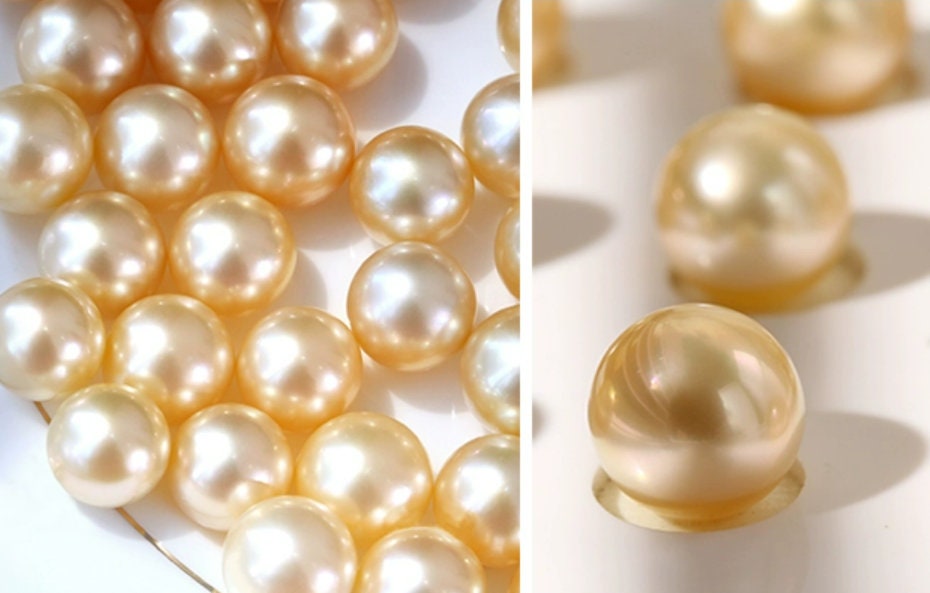 10-12mm South Sea Golden Pearl 18K Gold Hook Earrings